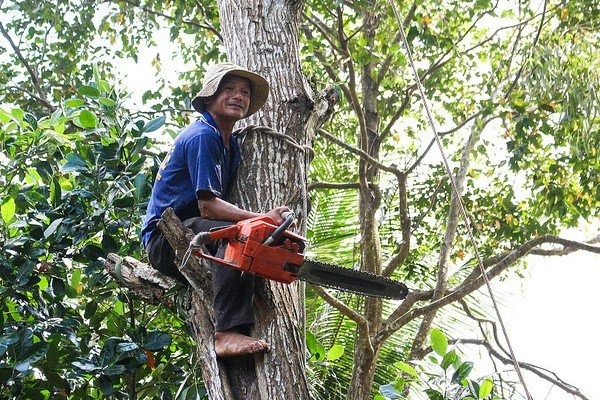 thuanan-kyoto-manpower-arboriculture-worker