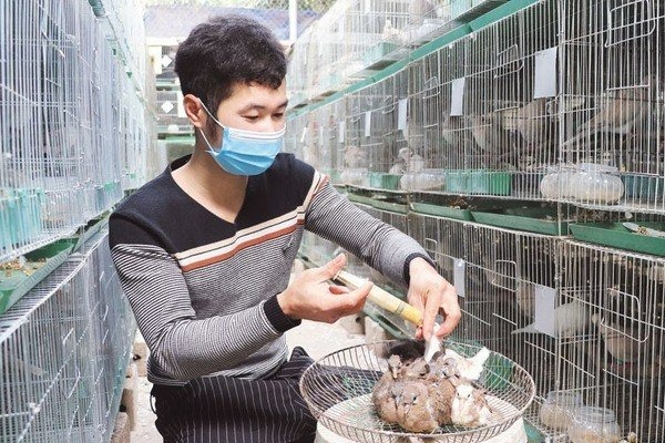 thuanan-kyoto-manpower-bird-keeper