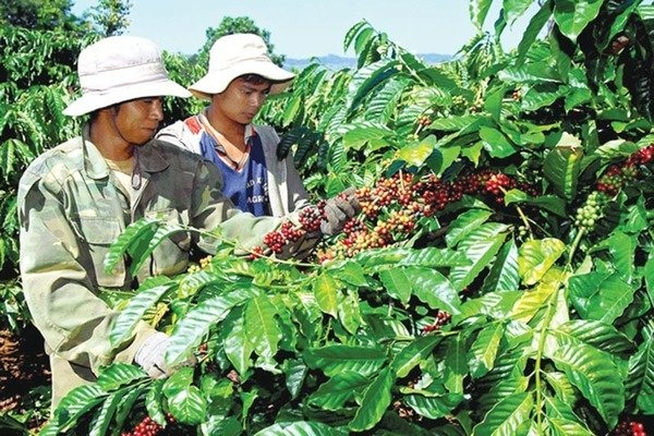 thuanan-kyoto-manpower-coffee-harvester