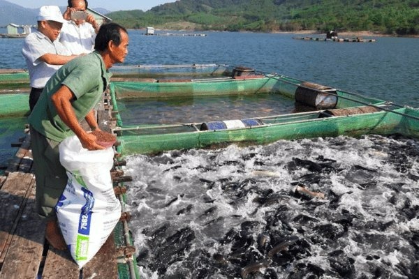 thuanan-kyoto-manpower-fish-farmer