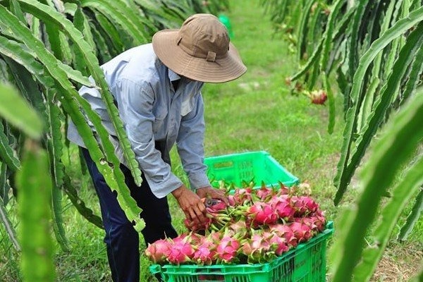 thuanan-kyoto-manpower-fruit-harvester