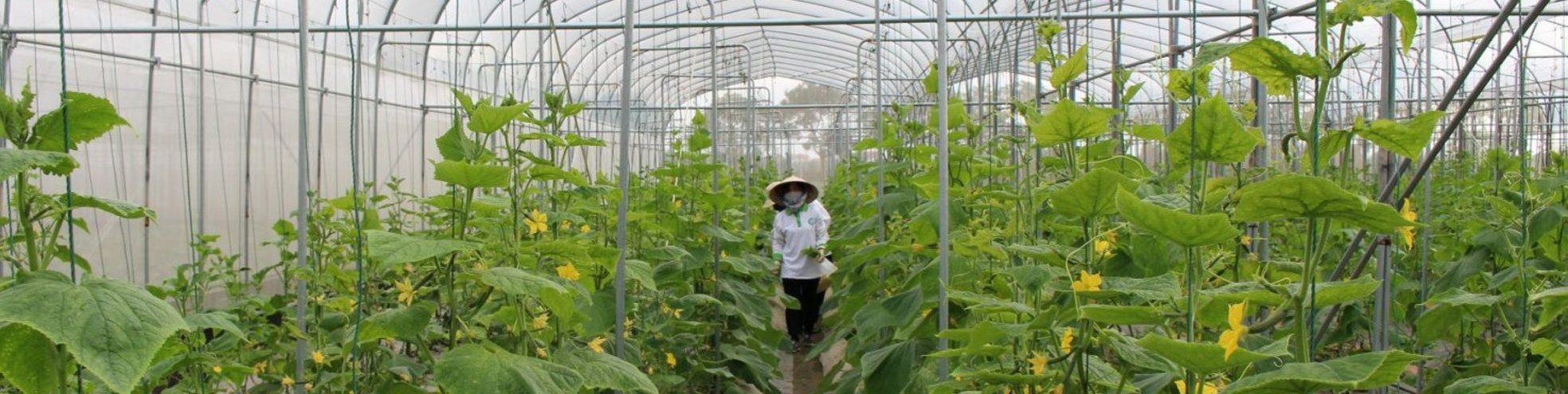 thuanan-kyoto-manpower-harvester-banner