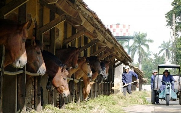 thuanan-kyoto-manpower-horse-breeder