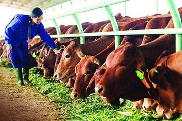 thuanan-kyoto-manpower-livestock-carer