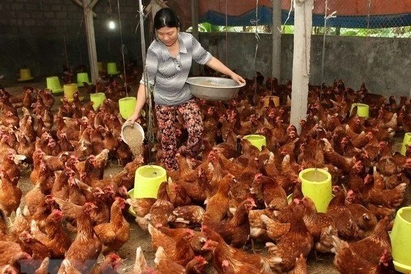 thuanan-kyoto-manpower-poultry-farmer