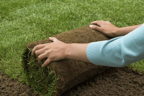 thuanan-kyoto-manpower-sod-laying-worker