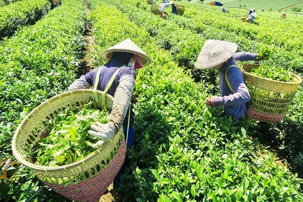 thuanan-kyoto-manpower-tea-harvester